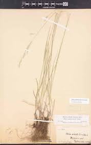 Journal of the Native Plant Society of Oregon