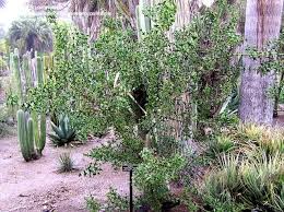 Image result for Colletia