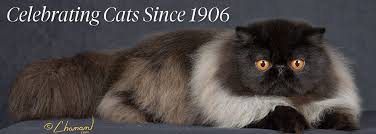 'cats' es la adaptación del musical de broadway con el mismo nombre, uno de los espectáculos con mayor permanencia. The Cat Fanciers Association Inc World S Largest Registry Of Pedigreed Cats