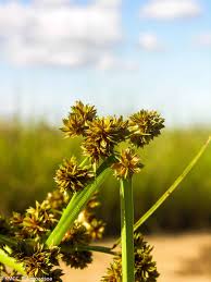 Image result for Courtoisina cyperoides