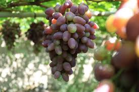 Мулк диҳи, мулк ситонлар анинг. Uzum Etishtirish BÑžjicha Etakchi Ò³ududlar Malum Ò›ilindi