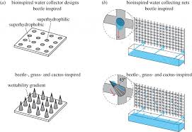 But if a cactus has hairy leaves that are blocking the. The Best Way Of Collecting Water In The Desert 3d Printed Beetles Cacti Or Grass 3d Printing Industry