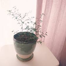 GreenSnap（グリーンスナップ）