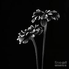 See more ideas about iphone wallpaper, wallpaper, phone wallpaper. Black Background Wall Art Fine Art America