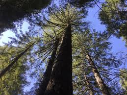 Klamath national forest is located in forks of salmon. Klamath Siskiyou Wildlands Center