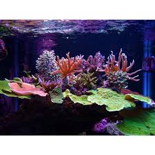 Pin By Cengiz Coskun On Reef Saltwater Aquarium Saltwater Tank Coral Reef Aquarium