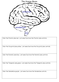 Use these free printable human brain worksheets for your science notebooks, journals, and science projects. Homeschool Helper Human Brain Anatomy And Physiology Brain Science