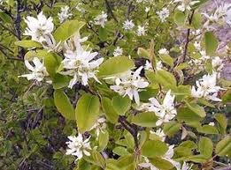 Naše jahody, maliny a ostružiny musíte ochutnat. Native Plant Of The Month Serviceberry The Seattle Times