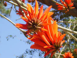 Image result for Erythrina × coddii