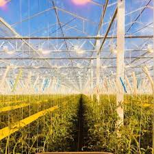 8 498 tykkäystä · 19 puhuu tästä. PeripeÈii In Olanda Angajat Prin AgenÈie