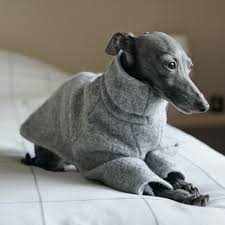 Small dogs of sighthound type have long been popular with nobility and royalty. Pin By Occam On Italian Greyhound Coats Greyhound Puppy Dog Infographic Italian Greyhound