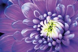 20 low angle photos to get you inspired! Ready For A Close Up Macro Photography Geographical Magazine