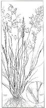 Image result for Eragrostis tenuifolia
