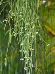 Image result for Rhipsalis