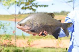Peixe popular no Brasil entra em extin&ccedil;&atilde;o e pode ter venda proibida