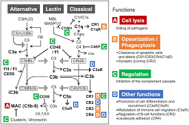 Image result for Complement Pathway