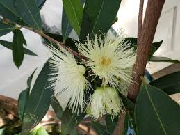 Image result for Syzygium jambos