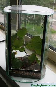 You can not keep orchid mantises together in one enclosure when they are older than l3. Housing Requirements For Pet Insects Keeping Insects