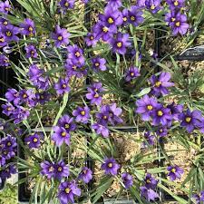 Planting a pollinator friendly garden is easy. Our Top 10 Favorite Maryland Native Pollinator Perennials Landscape Design Installation Maintenance And Native Plant Nursery Lauren S Garden Service
