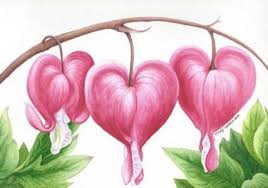 64 Ideas Flowers Drawing Pencil Water Colors Bleeding Heart Flower Flower Drawing Flower Art