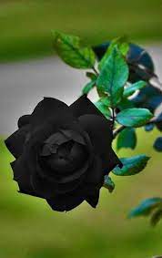 Our expert floral team selects premium red roses and dyes the petals with an organic ink to create a beautiful tinted black rose! Real Black Roses Beautiful Flowers Amazing Flowers Growing Roses