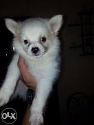 The primary raising purpose is pets. Pomspitz For Sale Female Or Swap For Sale Philippines Find New And Used Pomspitz For Sale Female Or Labrador Puppy Training Labrador Puppy Puppy Labrador