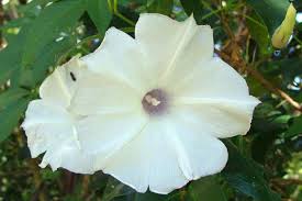 Image result for Ipomoea richardsiae
