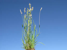 Image result for Enneapogon