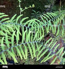 Image result for Gleichenia polypodioides