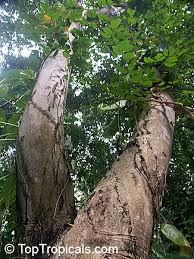 Image result for Hymenaea courbaril