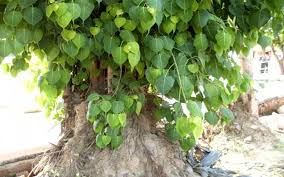 Peepal Tree And Its Worship In Indian Culture