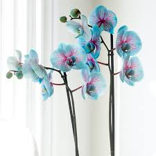 Maybe you would like to learn more about one of these? Valentine S Blue Orchid In Pot