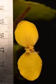 Image result for Begonia potamophila
