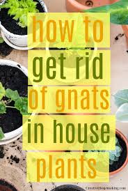 How To Get Rid Of Gnats In House Plants Gnats In House Plants Kill Gnats In House How To Get Rid Of Gnats