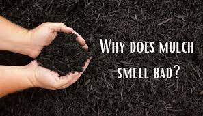 Check spelling or type a new query. Why Does Mulch Smell So Bad Here S Why How To Fix It