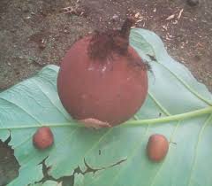 Image result for Pentadesma