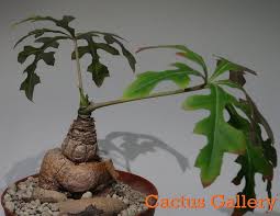 Image result for Cussonia natalensis