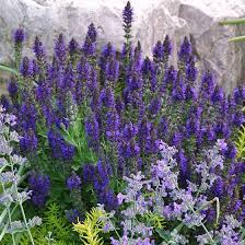 Of these, one of the most popular is veronica spicata, often known as spiked speedwell.there are several cultivated varieties of v. Marcus Dwarf Blue Sage Salvia Sylvestris Marcus High Country Gardens