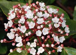 In questa pagina vengono pubblicati per te codycross arbusto dai piccoli fiori bianchi profumatissimi soluzioni, cheat, walkthroughs e risposte. Fiori Bianchi Nomi Caratteristiche Origine Immagini Dettagliate