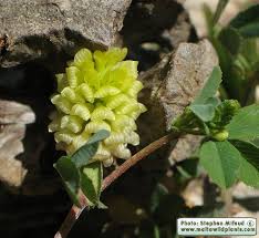 Image result for Trifolium campestre