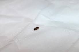 Ich vermutte sie kommen von meinen kater er schläft oft mit im bett. Viecher Parasiten Im Bett Und In Den Klamotten Stich Bettwanzen