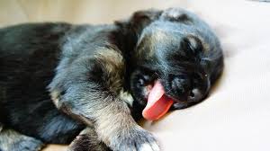 Some reasons behind puppies breathing fast are quite obvious, such as a lot of playing and exercise or warm temperatures. Puppy Breathing Heavy During Sleep Should You Be Concerned
