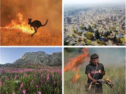 Maybe you would like to learn more about one of these? Fire And Biodiversity In The Anthropocene Science