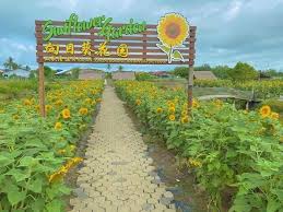 Banyak juga tempat menarik di bagan dato' rupanya.tak pernah sampai lagi ke sana. Port Ootd Cun Kat Perak Ladang Bunga Matahari Tarikan Terbaru Kat Bagan Datoh Libur