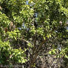 Image result for Exotheca