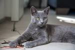 Talk:Maltese cat - Wikipedia