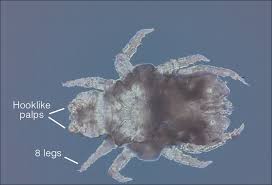 What S Eating You Cheyletiella Mites Mdedge Dermatology