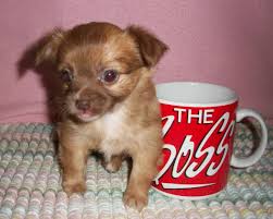Red Long Haired Chihuahua Female Long Haired Red Chihuahua Puppy Chihuahua Puppies Chihuahua Puppies