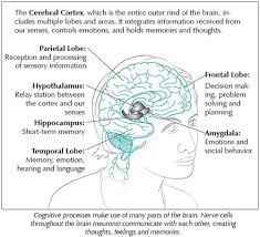 Cognition And Memory Newsletter Cognitive Memories Limbic System