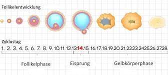 Wann findet die einnistung statt? Ovulationsblutung Zwischenblutung Und Einnistungsblutung